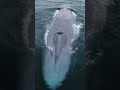 Blue Whale The Largest Animal In The World