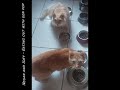 Tuxie S Legacy Sandy And Flynn Vet Update 21 08 2024