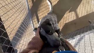 Video preview image #1 German Shorthaired Pointer-Unknown Mix Puppy For Sale in Grafton, WI, USA