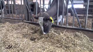 preview picture of video 'Bauernhof am Wattenmeer - Impressionen 2013'