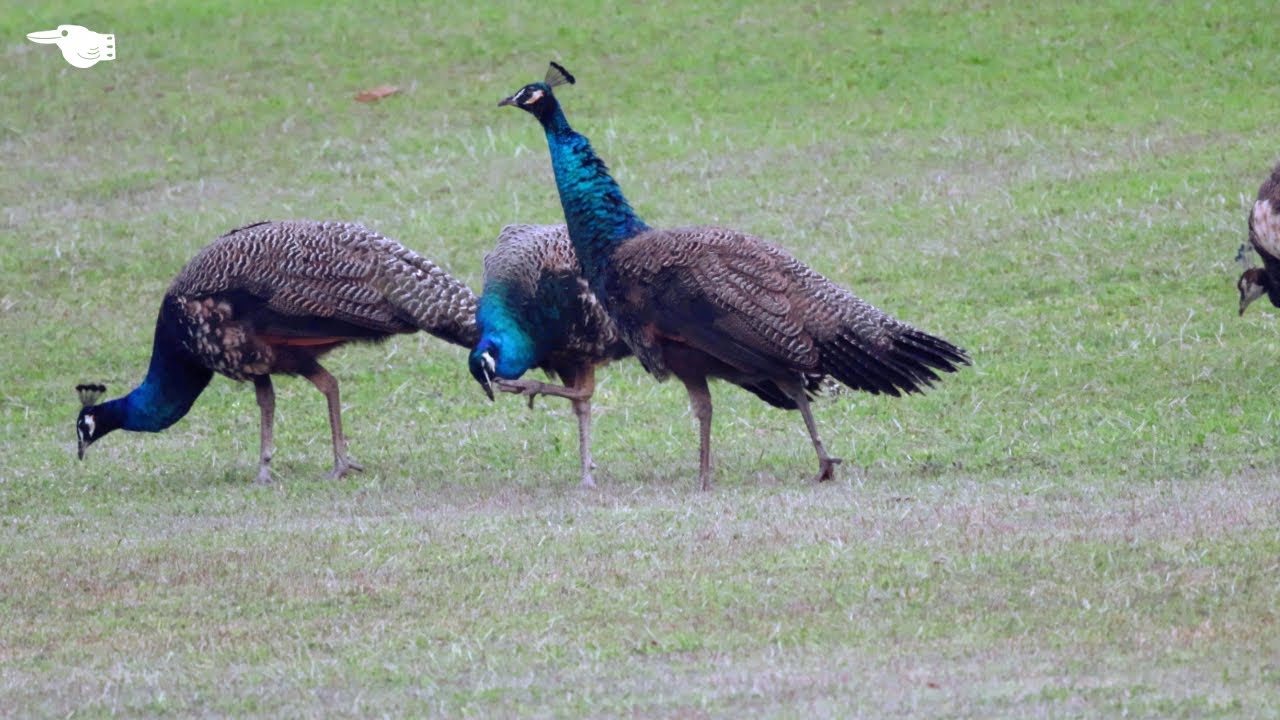 クジャクがハトのようにいる島【沖縄 | 小浜島】