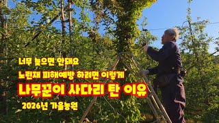 꽃사과를 해마다 자르는이유 노린재 피해예방 새꽃은 새 가지에 괴산 가을농원 
