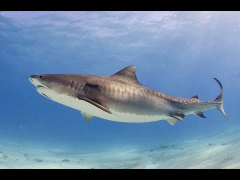 Der Tigerhai - Jäger in der Karibik Dokumentation