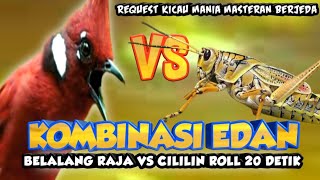 Download lagu PALING NGEDAAANN KOMBINASI BELALANG RAJA SAMBUNG CILILIN NGEROL 20 DETIK || BELALANG RAJA VS CILILIN mp3 Download lagu PALING NGEDAAANN KOMBINASI BELALANG RAJA SAMBUNG CILILIN NGEROL 20 DETIK || BELALANG RAJA VS CILILIN mp3