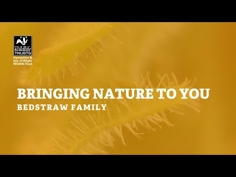 Bringing nature to you - bedstraw family