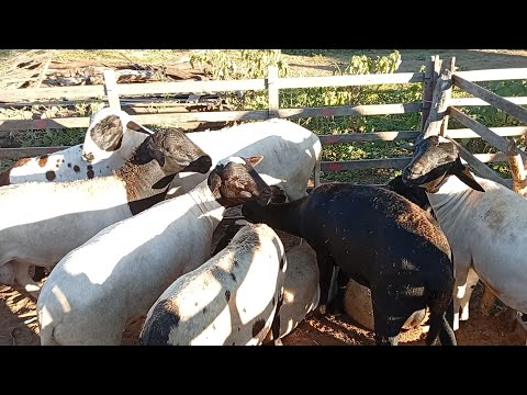 Feira de caprinos e Ovinos de jataúba PE 12/06/2026