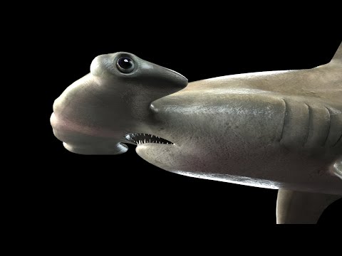 Hammerhead Shark 3D Model Trailer