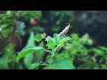 Ariyathe Ariyathe Cover Song A Small Attempt Lekshmi Krishna