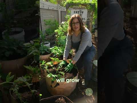 Grow Bag Potatoes #containergardening #growbags