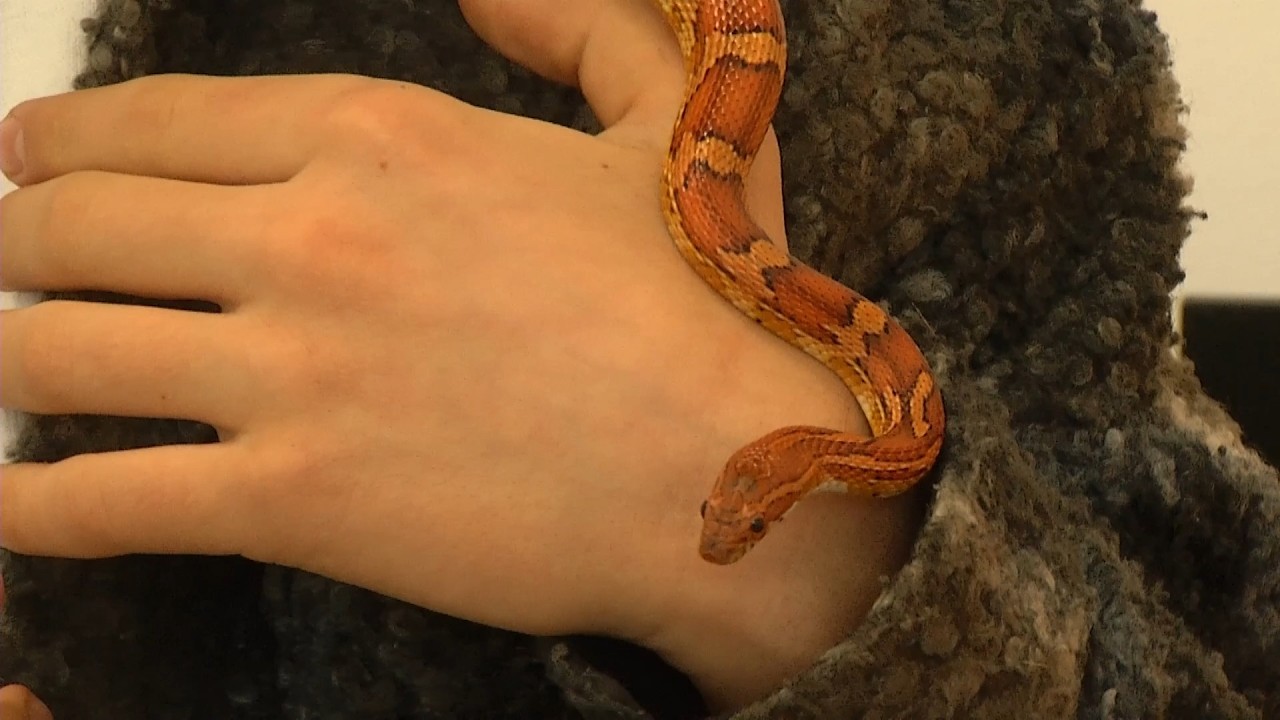 Время местное. Эфир: 03-03-2026 - Новые обитатели Центра экологии