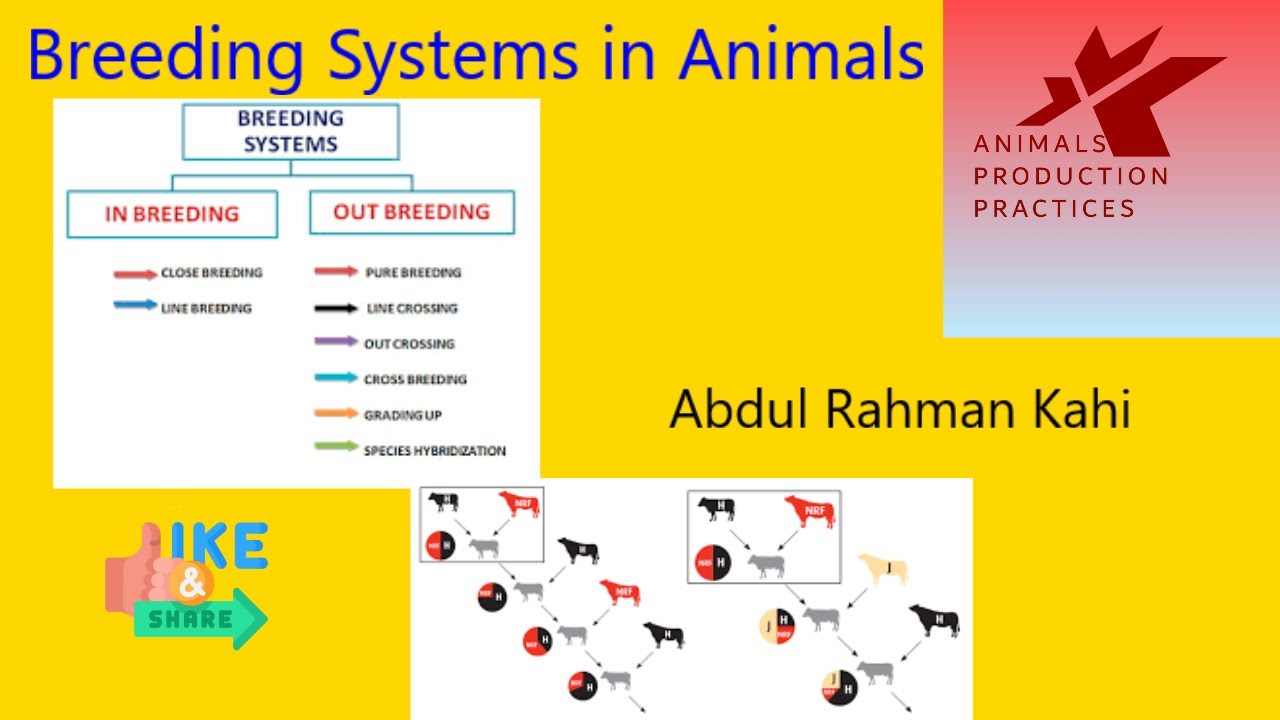 Breeding Systems in animals | Inbreeding | Outbreeding | animal husbandry