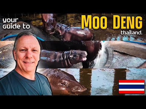 Your Guide to Moo Deng!