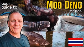 Your Guide to Moo Deng!