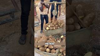 Download lagu This is Nigeria in Africa, where locals are growing yams using a unique method! mp3