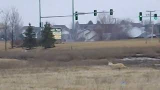 preview picture of video 'Urban Coyote near Randall Rd, North Aurora, IL'