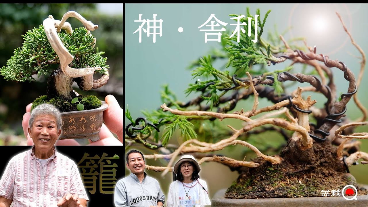 枯れた枝がアートに変わる！盆栽・シンパクの「ジン舎利」作りを籠宮流から学ぶ