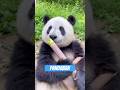 Der Panda Ein Süßer Vollchaot Mit Bambusproblem