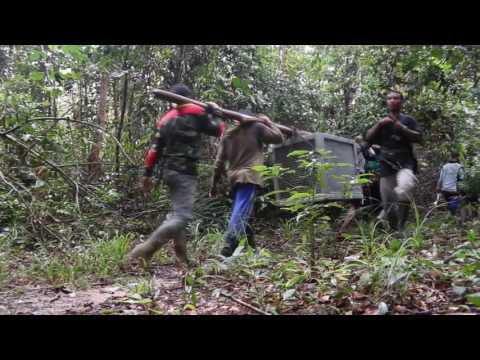 Release of rescued orangutans Desi and Susi