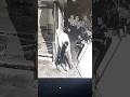 Rottweiler Attacks Burglar Onlyinflorida Shorts