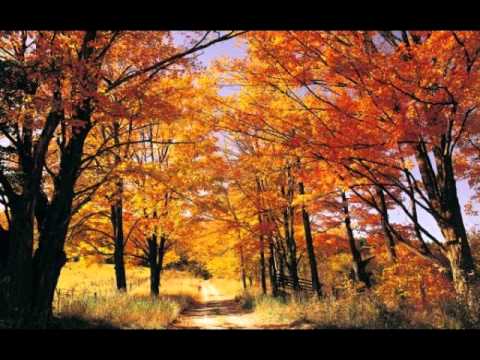 Zog Bogbean - My Favorite Tree in Fall