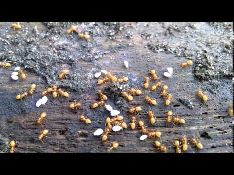 Ant Removal in Eatontown, NJ Kitchen