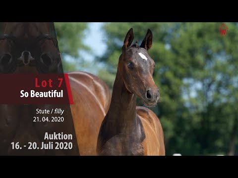 Westf. Online Auktion 16. - 20. Juli: Lot 7 So Beautiful Stute v. So Unique - Lauries Crusador xx
