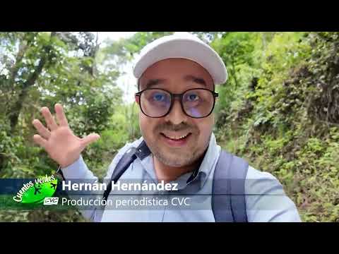 Cámaras Trampa El Dovio - Cuentos Verdes 25 de noviembre 2025