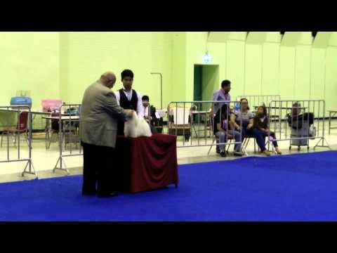 Stanley won Best Puppy in Show