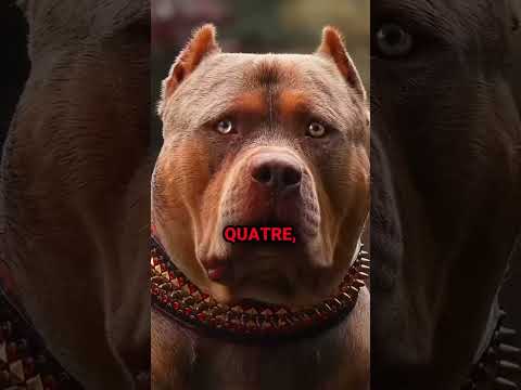 The 5 breeds banned in France #dog #dogs #france #law #buldog