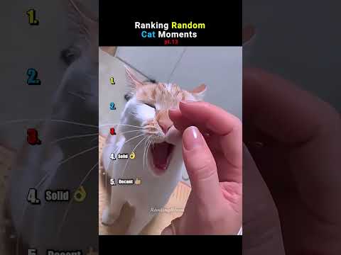 Ranking Cats Being Absolutely UNHINGED pt.13 #funnycats  #shorts  #funny