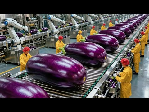 Inside a modern eggplant processing plant | a multi-million dollar industry that drives the world