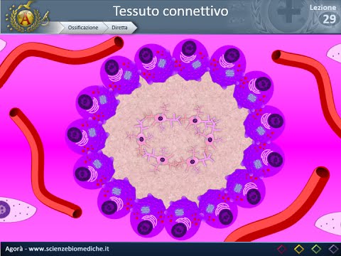 Histology 29 - Bone - Direct Ossification