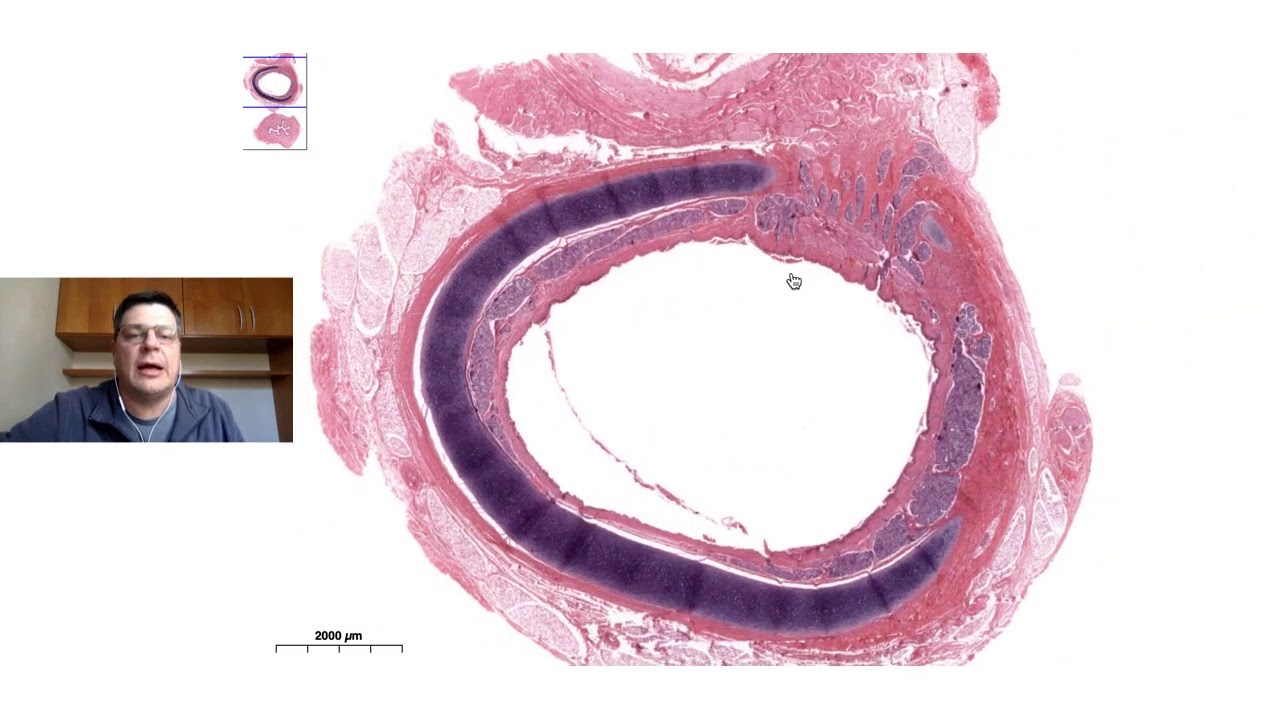 Histologia da traqueia e do pulmão