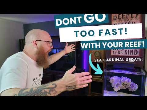 PATIENCE is the KEY - When to do what in a reef tank!