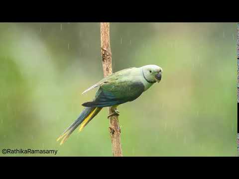 Video Alexander modrý - Malabar Parakeet v prírode