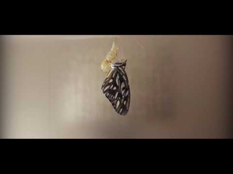 Vídeo Conceitual - DMaua - Tão Longe Mas Perto de Si [Prod Slantize]