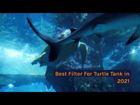Best Filter For Turtle Tank In 2023