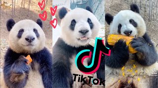 Download lagu Super Cute Eating Pandas  [TikTok Compilation 2021] 🐼 mp3