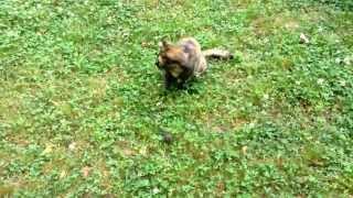 CAT VS. MOLE (INTENSE BATTLE)