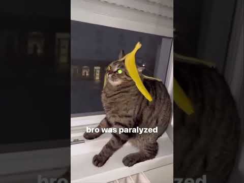 #funny cats_#animals_#Cute pet videos_#dogs_#catshorts_#PetEntertainment_#Funny pets