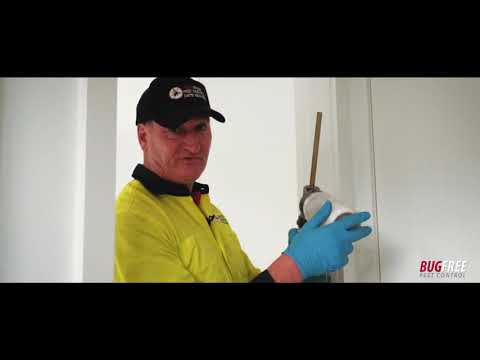 WHAT DOES A GENERAL PEST CONTROL INCLUDE - BugFree Pest Control Sydney