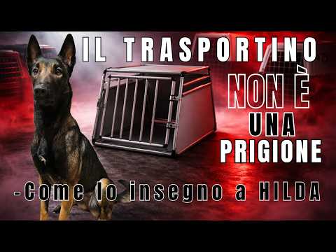 IL TRASPORTINO NON È UNA PRIGIONE - Come lo insegno a Hilda