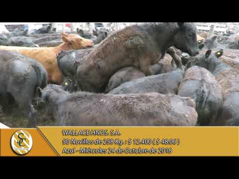 24-10-18 Venta de Machos - Wallace Hnos. S.A. - Azul