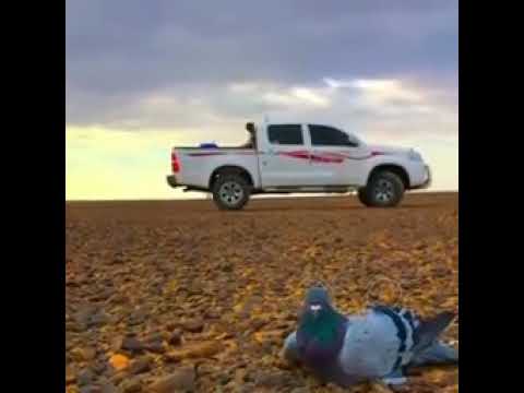 الله على المقناص والجو صافي في ديرتن هواها يشرح القلب والروح