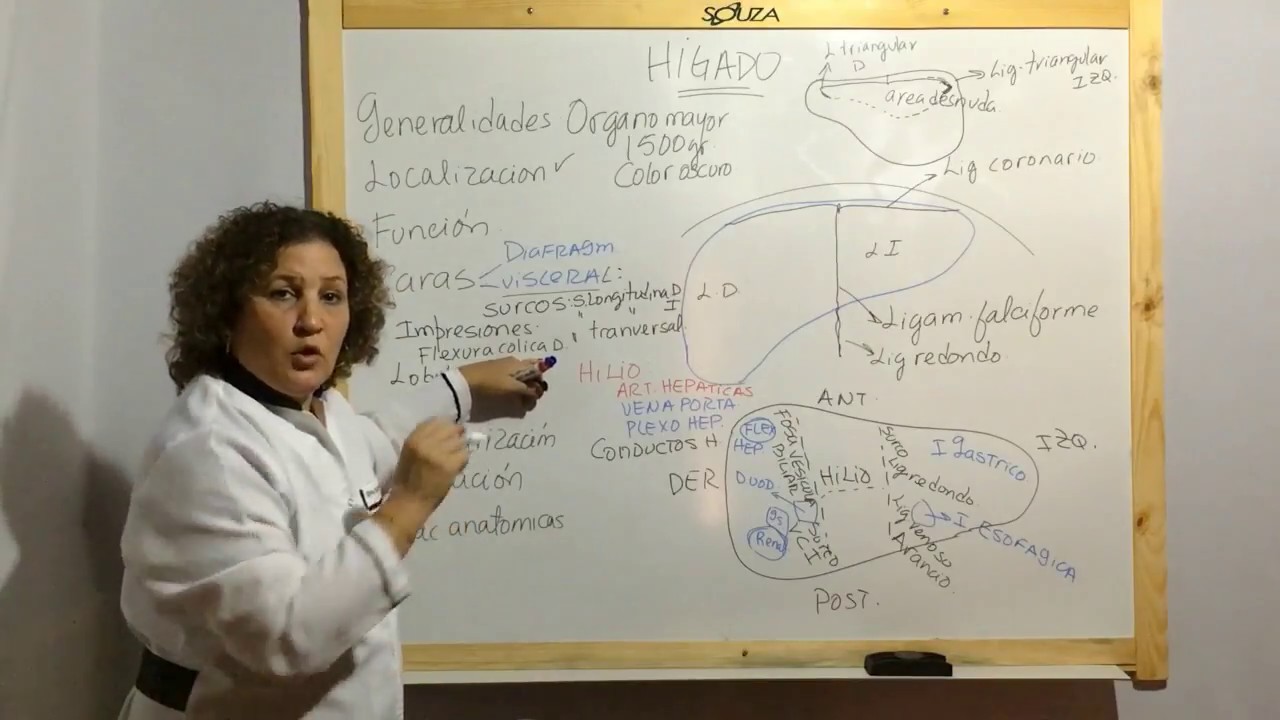 Anatomia del Hígado