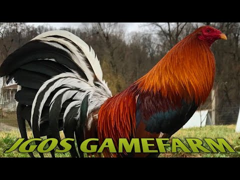 Sweater Claret Murphy - JGOS FARM