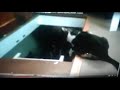 Dinoco S All Mine Upgraded Version Cats Bulgarian Language