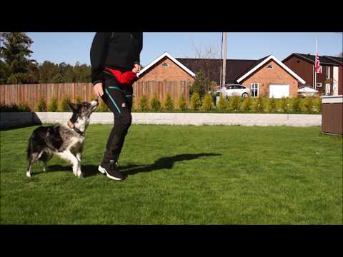 Aria training Heelwork