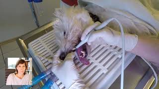 Zahnreinigung bei einem Hund...Tierarztbergedorf.de