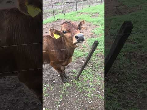 Horse riding in open valleys 🌾🐎(Argentina, Estancia Las Carreras) #travelguide #slowtravel #nature